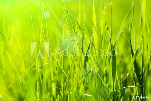Picture of Fresh green grass in sunset with glow